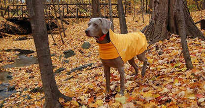 Chilly Dogs Rain Slicker