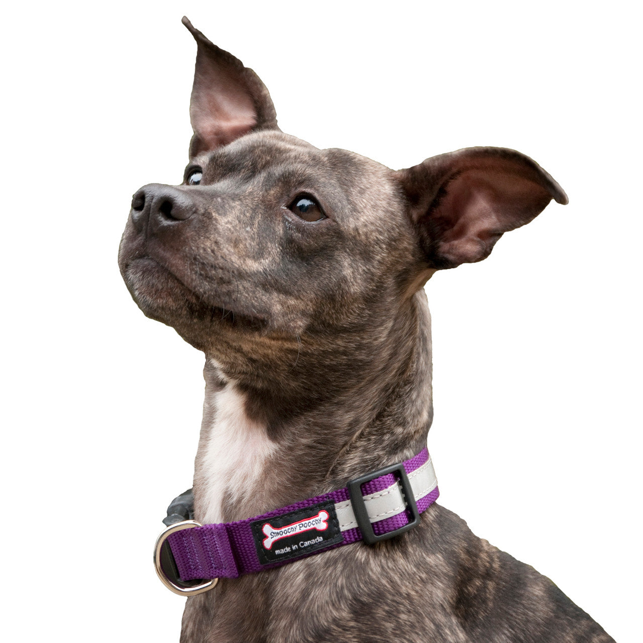 Smoochy Poochy Reflective Nylon Collar