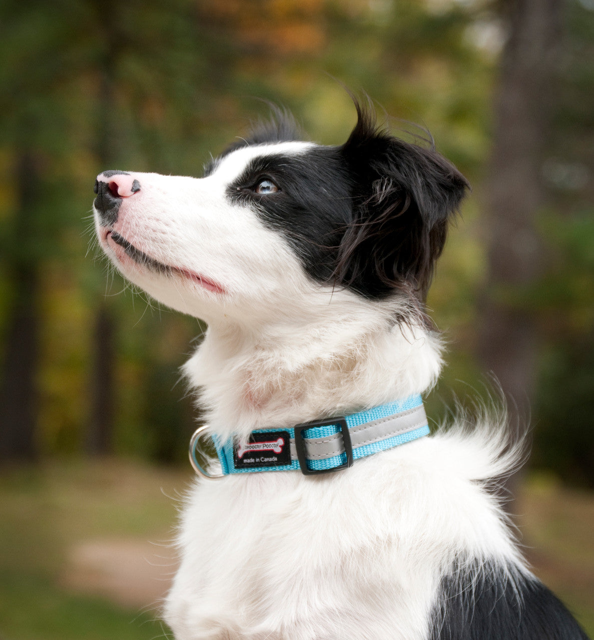 Smoochy Poochy Reflective Nylon Collar